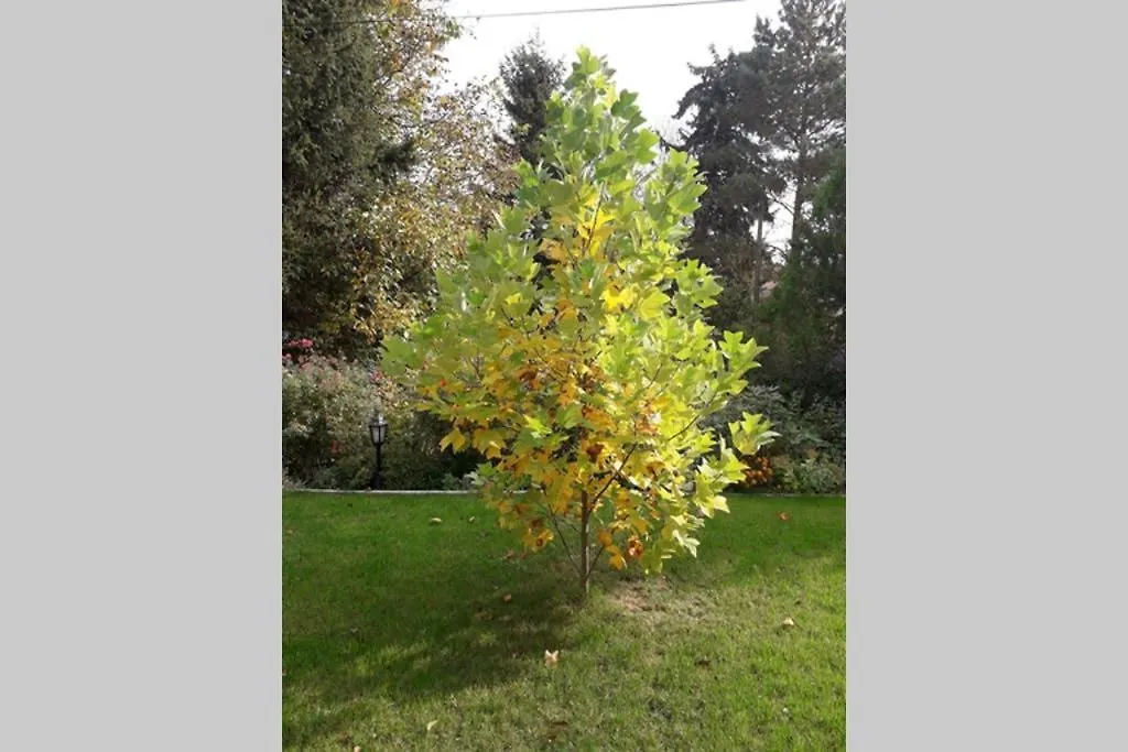 Aranyhegyi Piheno Appartamento Budapest